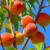 peaches fanlisting